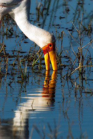 "Yellow Billed Stork", Africa, Tanzania, Kenya, Mozambique, "South Africa", Botswana, Namibia, Caprivi, Chobe, Savuti, Kenya, Tanzania, Beak, feathers, "long legs", fish, fishing, lake, rivers, swamps