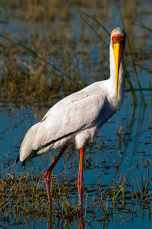"Yellow Billed Stork", Africa, Tanzania, Kenya, Mozambique, "South Africa", Botswana, Namibia, Caprivi, Chobe, Savuti, Kenya, Tanzania, Beak, feathers, "long legs", fish, fishing, lake, rivers, swamps
