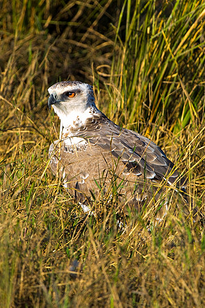 "Black Shouldered Kite", Africa, Tanzania, Kenya, Mozambique, "South Africa", Botswana, Namibia, Caprivi, Chobe, Savuti, Kenya, Tanzania, Beak, feathers, "long legs", fish, fishing, lake, rivers, swam