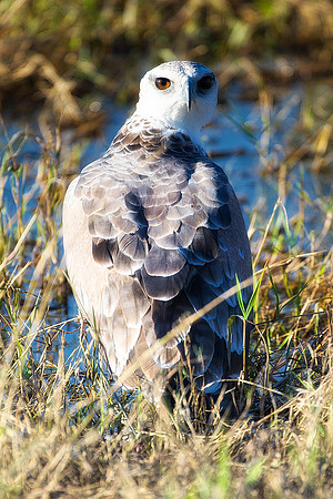 "Black Shouldered Kite", Africa, Tanzania, Kenya, Mozambique, "South Africa", Botswana, Namibia, Caprivi, Chobe, Savuti, Kenya, Tanzania, Beak, feathers, "long legs", fish, fishing, lake, rivers, swam