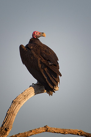 Africa, African, Botswana, Kenya, Mozambique, Namibia, "South Africa", Tanzania, Zambia, Zimbabwe, beak, bird, bird, colors, death, eye, feathers, fishing, flying, forest, head, "lapped faced vulture"