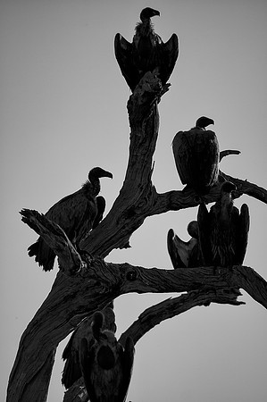 Africa, Botswana, Kenya, Tanzania, Zambia, Zimbabwe, beak, claw, collar, death, safari, savanna, scavengers, vultures, wings, "black & white",