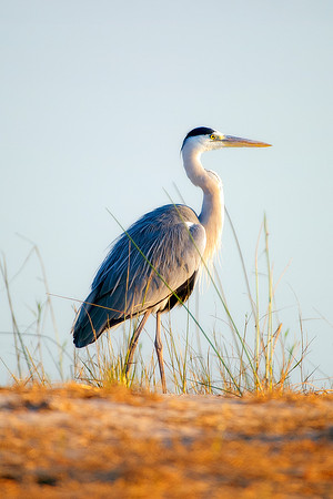 "grey heron", Africa, swamp, pong, lake, river, Botswana, Namibia, "South Africa", Zambia, Zimbabwe, legs, beak, wings, fishing, feathers, eyes, migration, bird, nature, safari, savanna,