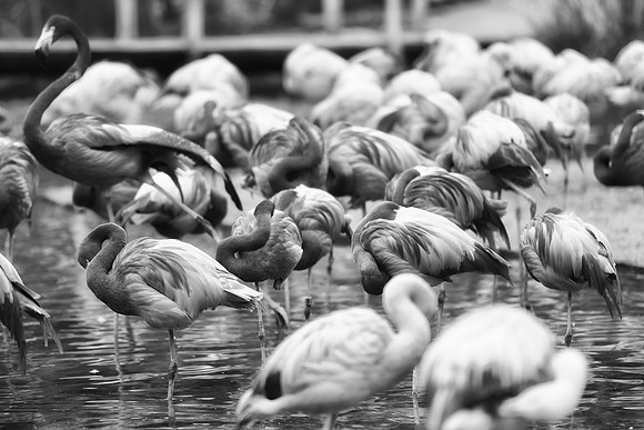 Bertazzoni, Nikon, bird, colors, details, details, feathers, flamingo, migration, peak, pink, pond, portrait, sea, structure, swamp, wings, zoo