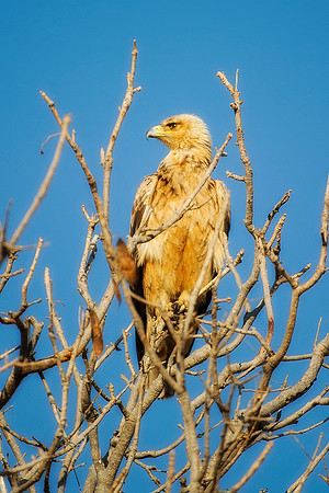 Africa, African, Botswana, Namibia, South, Zambia, Zimbabwe, beak, bird, bird, colors, eagle, eagle, eye, feathers, fishing, flying, forest, nature, outdoor, park, resting, safari, savanna, tawny, win