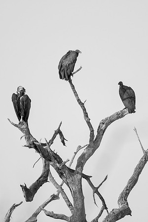 Africa, Botswana, Kenya, Tanzania, Zambia, Zimbabwe, beak, claw, collar, death, safari, savanna, scavengers, vultures, wings, "black & white", artistic, bird,