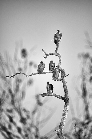 Africa, Botswana, Kenya, Tanzania, Zambia, Zimbabwe, artistic, beak, bird, "black & white", claw, collar, death, safari, savanna, scavengers, vultures, wings