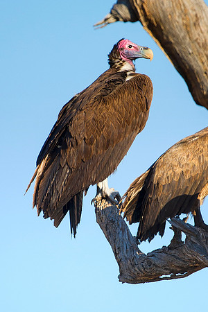Africa, African, Botswana, Kenya, Mozambique, Namibia, South Africa, Tanzania, Zambia, Zimbabwe, beak, bird, bird, colors, death, eye, feathers, fishing, flying, forest, head, lapped faced vulture, na