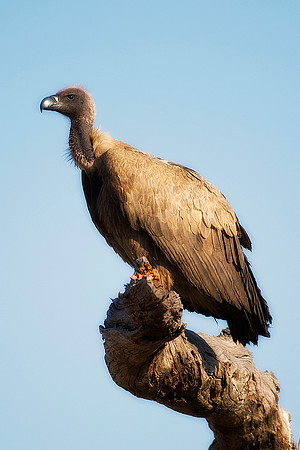 Africa, African, Botswana, Namibia, South, Zambia, Zimbabwe, beak, bird, bird, colors, eye, feathers, fishing, flying, forest, nature, outdoor, park, resting, safari, savanna, vulture, white backed vu