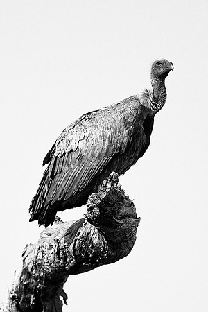 Africa, Botswana, Kenya, Tanzania, Zambia, Zimbabwe, artistic, beak, bird, "black & white", claw, collar, death, safari, savanna, scavengers, vultures, wings