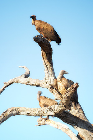 Africa, African, Botswana, Namibia, South, Zambia, Zimbabwe, beak, bird, bird, colors, eye, feathers, fishing, flying, forest, nature, outdoor, park, resting, safari, savanna, vulture, white backed vu