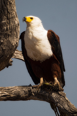 Africa, Africa, Africa, Botswana, Namibia, South, Zambia, Zimbabwe, attack, beak, branches, claws, colors, eagle, feathers, feathers, fish, fishing, fishing, hunting, lake, pond, predator, prey, river