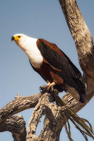 Africa, Africa, "South Africa", Botswana, Namibia, South, Zambia, Zimbabwe, attack, beak, bertazzoni, branches, claws, colors, eagle, feathers, feathers, fish, fishing, fishing, hunting, lake, pond, p