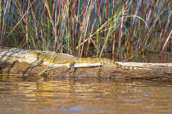 , Africa, claws, climbing, colors, details, forest, insects, jaws, jungle, lake, leather, lizard, pond, reptile, river, skin, tail, tail, teeth, trees
