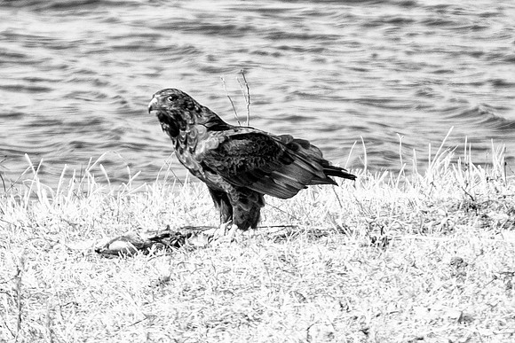 Africa, African, Botswana, Namibia, "South Africa", Zambia, Zimbabwe, beak, bird, bird, colors, eagle, eye, feathers, fishing, flying, forest, nature, outdoor, park, resting, safari, savanna, "tawny e