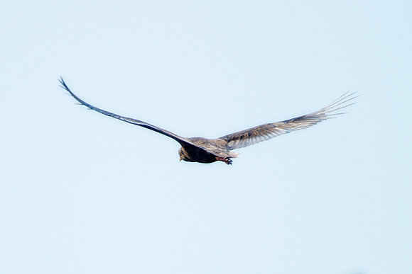 wings, birds, sky, liberty, freedom, nature, outdoor, wildlife, scenic, artistic