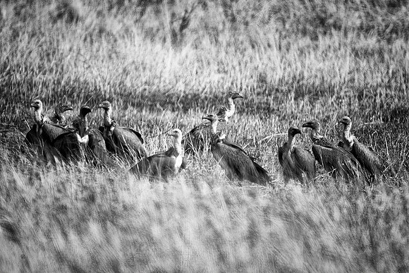 Africa, Botswana, Kenya, Tanzania, Zambia, Zimbabwe, beak, "black & white", claw, collar, death, safari, savanna, scavengers, vultures, wings, Friends,bertazzoni, Kenya, Tanzania, "South Africa", Bots