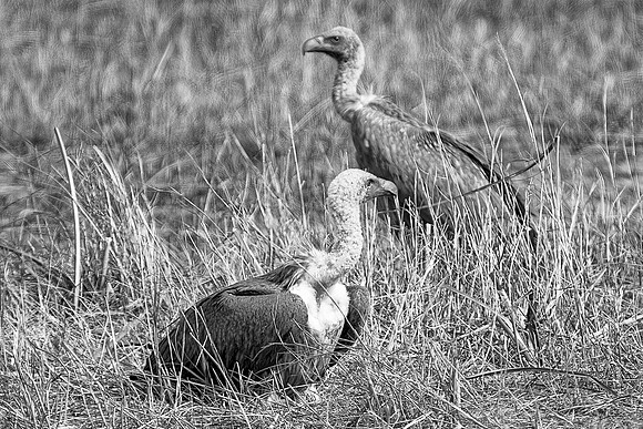 Africa, Botswana, Kenya, Tanzania, Zambia, Zimbabwe, beak, "black & white", claw, collar, death, safari, savanna, scavengers, vultures, wings, Friends,bertazzoni, Kenya, Tanzania, "South Africa", Bots