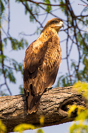 "brown snake eagle", wings, beak, claws, feathers, attack, snake, bertazzoni, preys, predators, Africa, Botswana, Namibia, "South Africa", sky, flying, trees