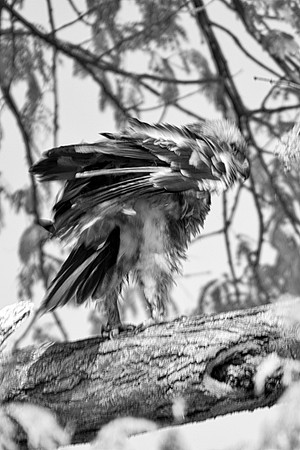 "black & white", feathers, beak, "tawny eagle", Africa, artistic, tree, branch, claws, attack, wings, flying, predator, preys,