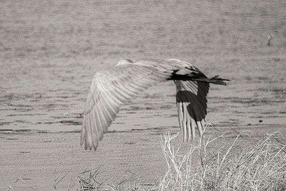 wings, heron, "black & white", artistic, water, flying, river, lake, sky, bertazzoni, details, nature, outdoor