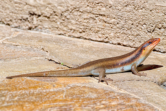 lizard, bertazzoni, artistic, reptile, insect, yard, garden, outdoor, colors, detail, tail, sunbathing