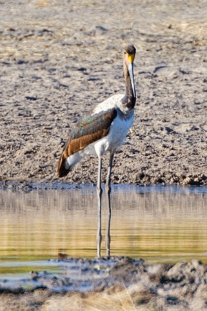Africa, Beak, Botswana, Caprivi, Chobe, Kenya, Kenya, Mozambique, Namibia, Savuti, South Africa, Tanzania, Tanzania, "Young saddle Billed Stork", babies, colors, feathers, fish, fishing, lake, long le