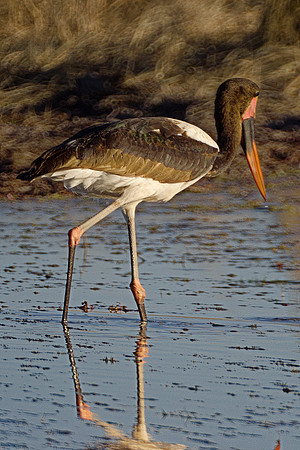 Africa, African, Hen, "Saddle Billed Stork", beak, bird, black stork, claws, colors, colors, details, ducks, eating, feathers, flying, forest, garden, hen, hunting, jungle, park, posing, predator, pre