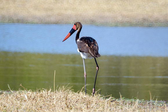 Africa, African, Hen, "Saddle Billed Stork", beak, bird, black, claws, colors, colors, details, ducks, eating, feathers, flying, forest, garden, hen, hunting, jungle, park, posing, predator, prey, res