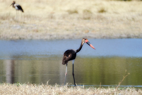 Africa, African, Hen, "Saddle Billed Stork", beak, bird, black, claws, colors, colors, details, ducks, eating, feathers, flying, forest, garden, hen, hunting, jungle, park, posing, predator, prey, res