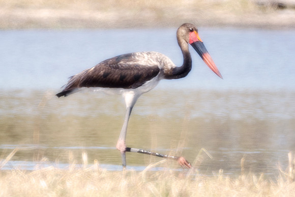 Africa, African, Hen, "Saddle Billed Stork", beak, bird, black, claws, colors, colors, details, ducks, eating, feathers, flying, forest, garden, hen, hunting, jungle, park, posing, predator, prey, res