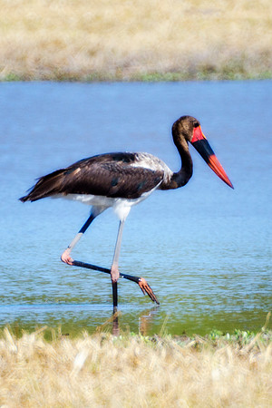 Africa, African, Hen, "Saddle Billed Stork", beak, bird, black, claws, colors, colors, details, ducks, eating, feathers, flying, forest, garden, hen, hunting, jungle, park, posing, predator, prey, res