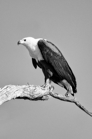 eagle, "fishing eagle", wings, claws, beak, flying, "black & white", bird, Africa, fishing, attack, prey, predator, river, lake, pond, bertazzoni