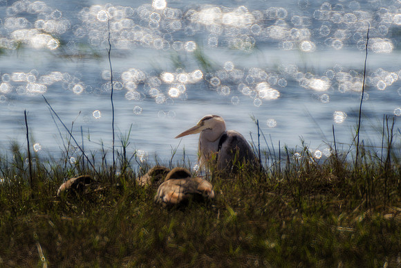 waterfowl, ducks, gees, river, artistic, nature, water, birds, nature, lake,  outdoor, wildlife, bertazzoni