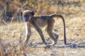 Primates