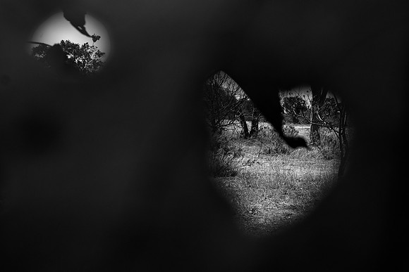 "heart view", leaf, details, view, abstract, scenic, "black & white", bertazzoni, nature,
