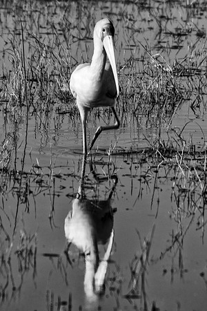 "yellow billed stork", "black & white", Africa, safari, bird, legs, wings, feathers, beak, artistic, bertazzoni