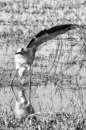 "yellow billed stork", "black & white", Africa, safari, bird, legs, wings, feathers, beak, artistic, bertazzoni