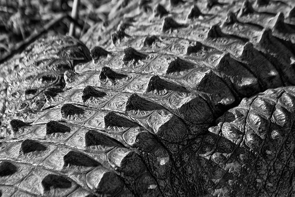 crocodile, skin, leather, crock, "black & white", abstract, bertazzoni, zoo, wallet, belt, fashion,
