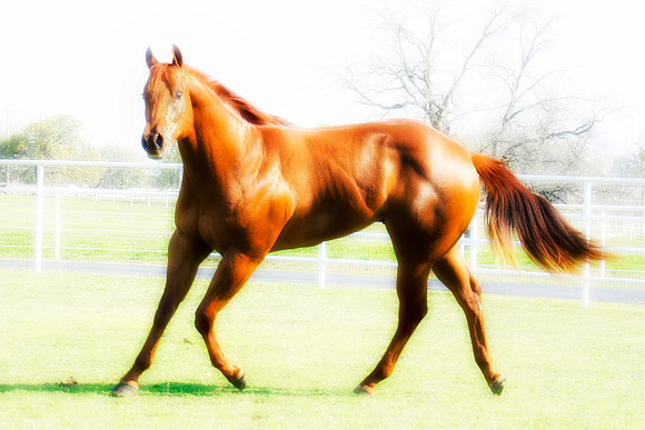 "young stallion", stallion, horse, mustang, quarter, "far west", "cow boys", movies, Hollywood, bertazzoni, freedom, speed, hoofs, main, tail, jockey, sorrel