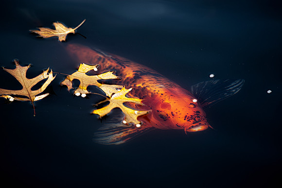 "japan red fish", "red fish", fish, water pond, lake, river, nature, swimming, details, fishing, bait, zoo, Aquarium,  bait, hook, Nikon, Bertazzoni, cooking, soup,