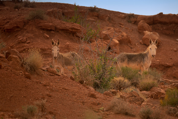 "wild donkeys", donkeys, nature, desert, "Monument Valley", Arizona, USA, park, sand, rocks, wildlife, bertazzoni