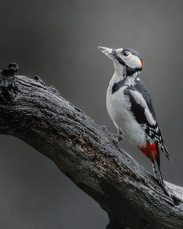 Great spotted woodpecker