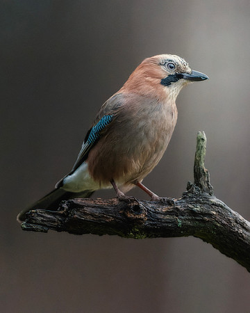 Eurasian Jay