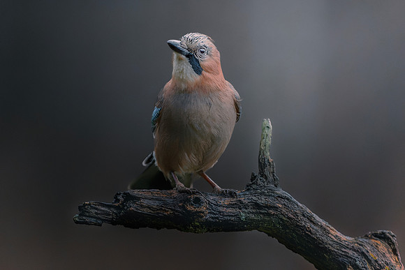Eurasian Jay