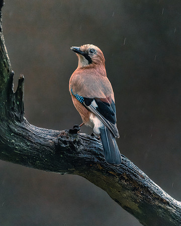 Eurasian Jay