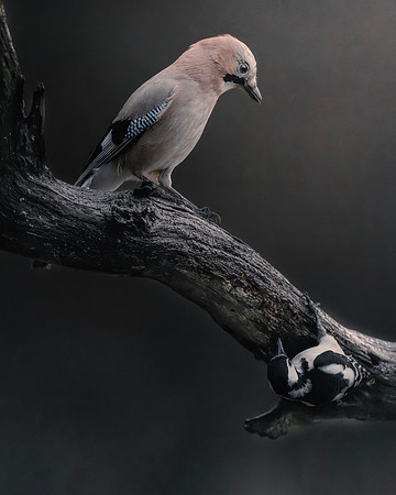 Eurasian Jay