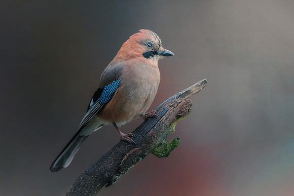 Eurasian Jay