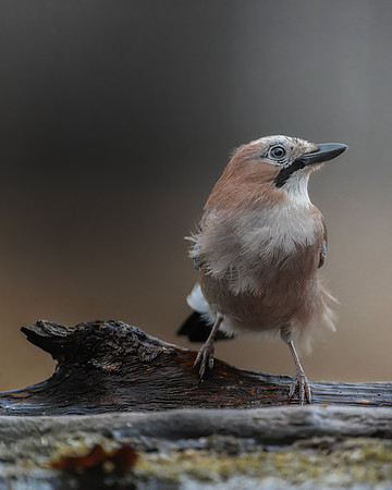Eurasian Jay