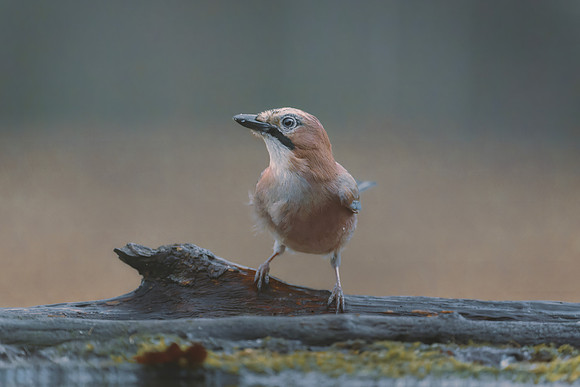 Eurasian Jay